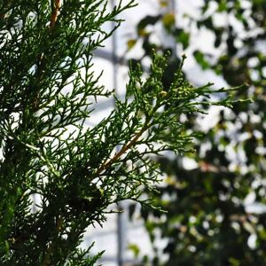 Cupressus sempervirens 'Pyramidalis' 175-200 cm